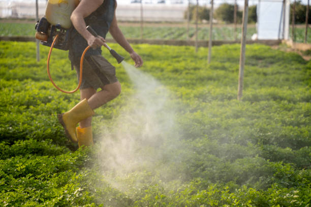 Best Wasp Removal Services  in Brookfield, IL